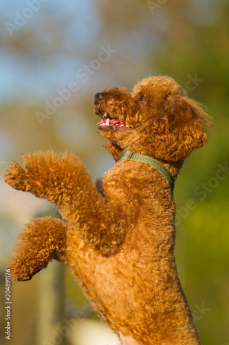 Jumping poodle