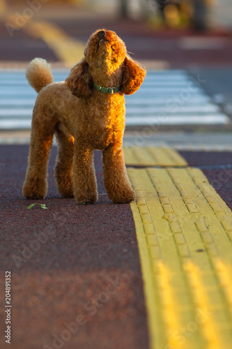 Poodle looking up at crosswalk