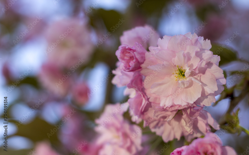 Close up of beautiful pink sakura flowers in the morning. Cherry blossom Close up of beautiful pink sakura flowers in the morning. Cherry blossom