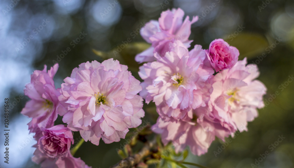 Close up of beautiful pink sakura flowers in the morning. Cherry blossom