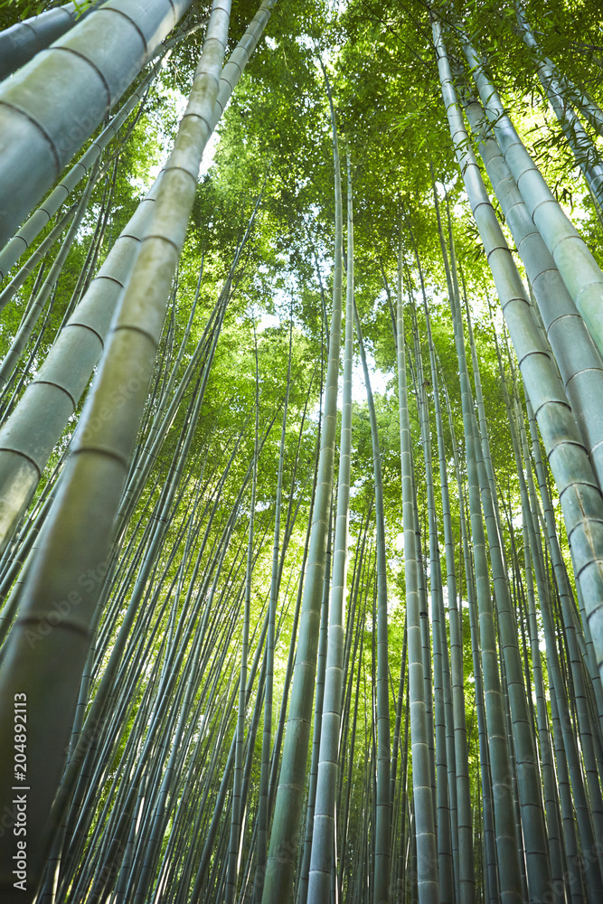 bamboo forest bamboo forest