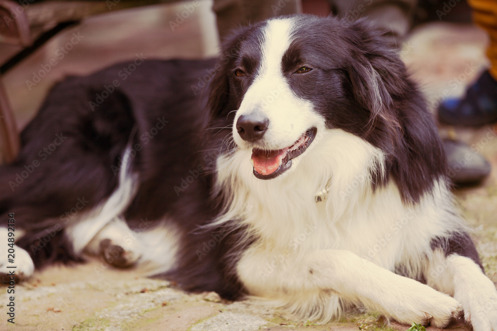  Close-up of a border collie dog.