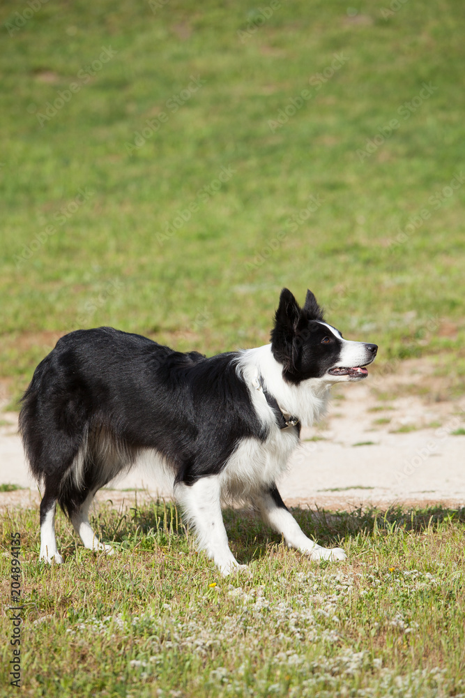 Border Collie getting ready to catch something.
