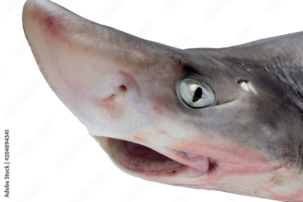 Naklejka premium アブラツノザメ