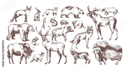 Collection of elegant drawings of European forest animals isolated on white background. Bundle of herbivorous and carnivorous mammals hand drawn in vintage engraving style. Vector illustration.