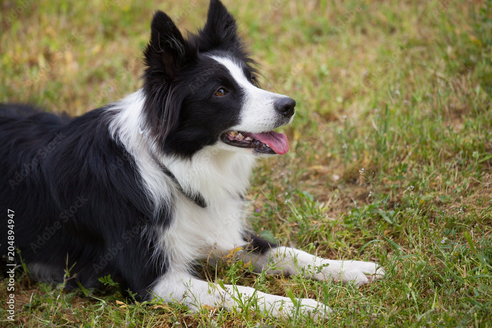 Happy Border Collie dog outdoors.