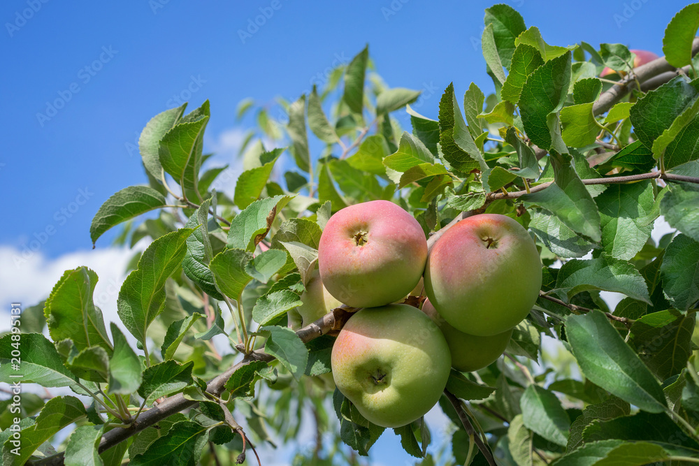 apples on a branch against a blue sky background apples on a branch against a blue sky background