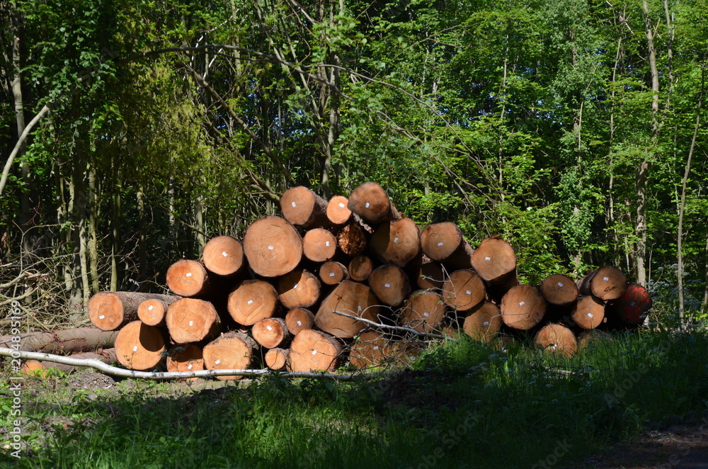 Holzrente im Wald