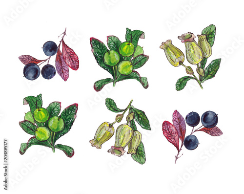 Botanical illustration painted with watercolors, flowers and plants. Arctous alpina photo