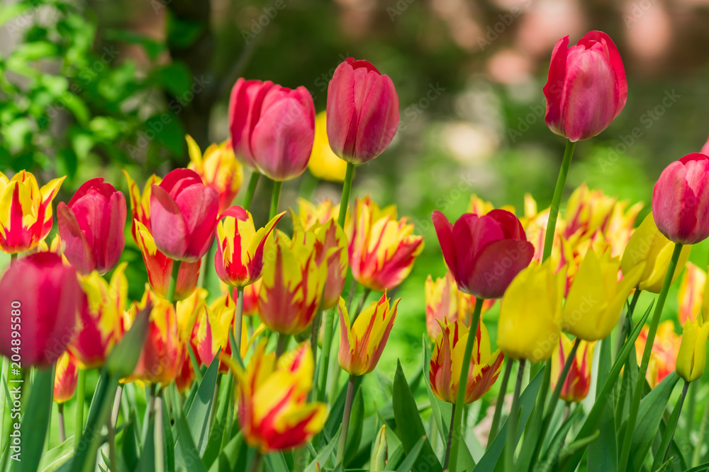 close up of blooming red and yellow tulips in city park outdoors
