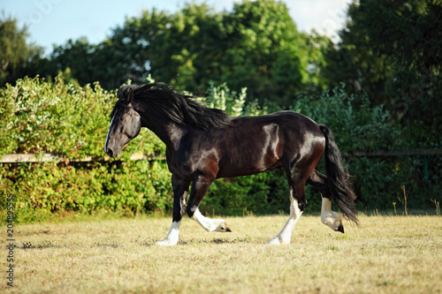 Shire Draft Horse stallion in summer farm