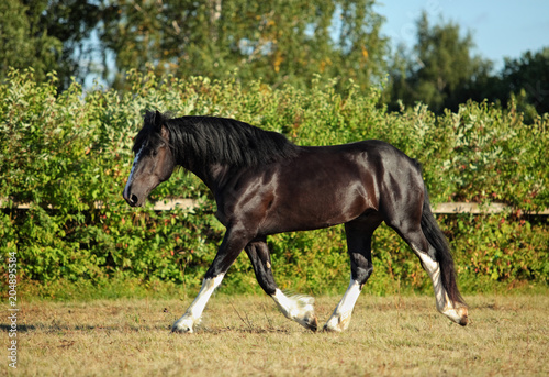 Shire Draft Horse stallion in summer farm