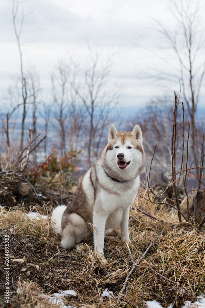 Portrait of gorgeous dog breed Siberian Husky sitting in the forest in the withered grass on the mountains background