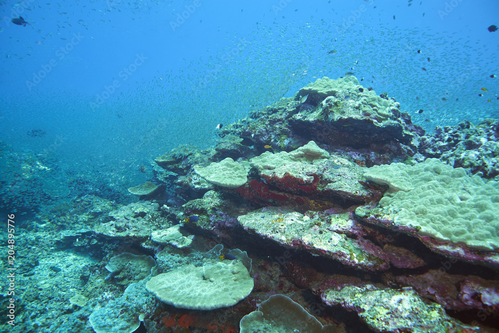 Obraz premium Fish on underwater coral reef
