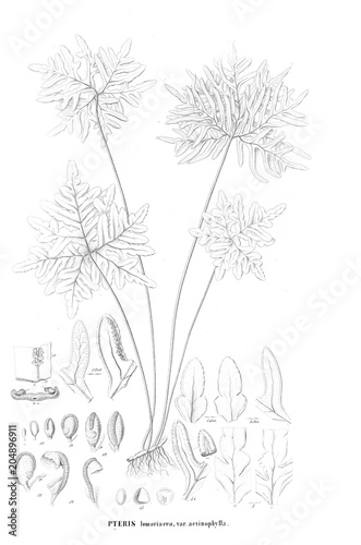 Illustration of fern