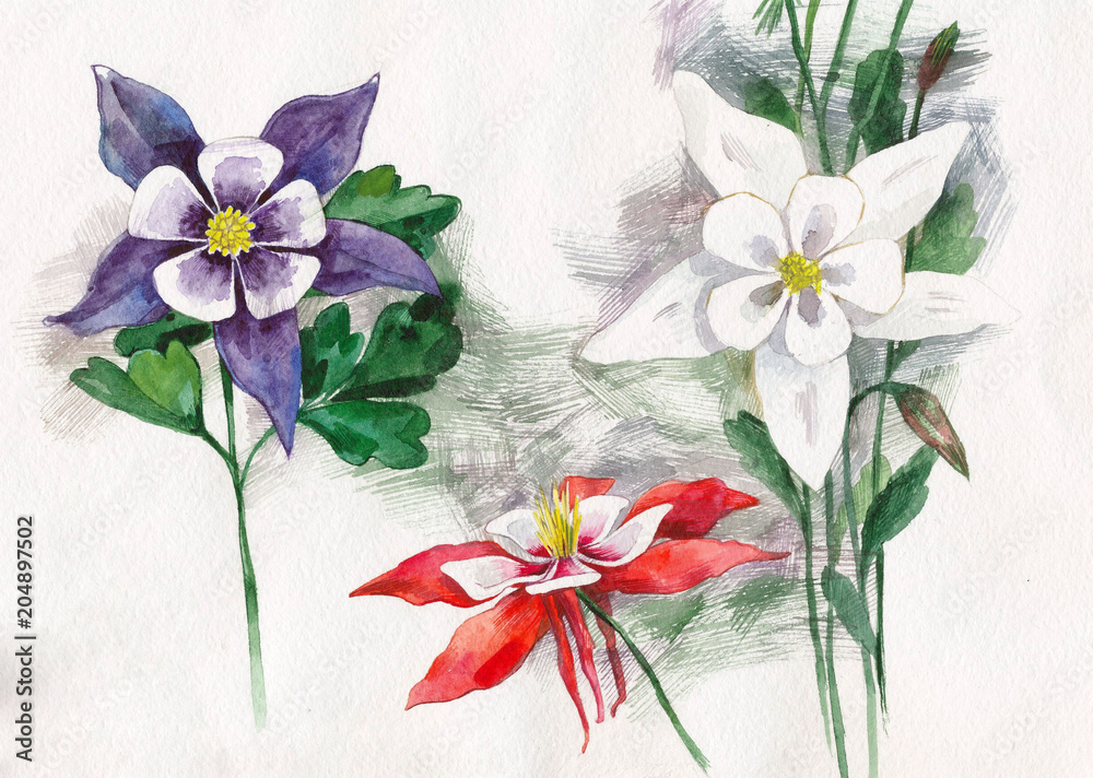 Obraz Kwiaty w akwarela. Roślin z czerwonymi, białymi, fioletowymi kwiatami