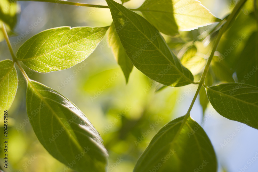 Tree branch leaves backlight summer nature background Tree branch leaves backlight summer nature background