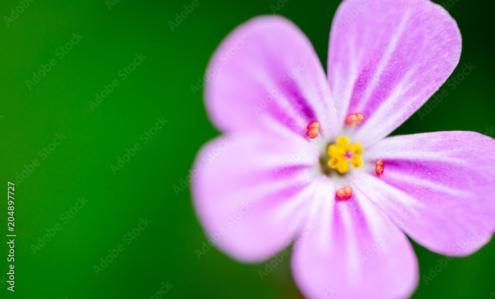 Herb-Robert, Geranium Robertianum, extreme macro on ultra violet flower head Herb-Robert, Geranium Robertianum, extreme macro on ultra violet flower head