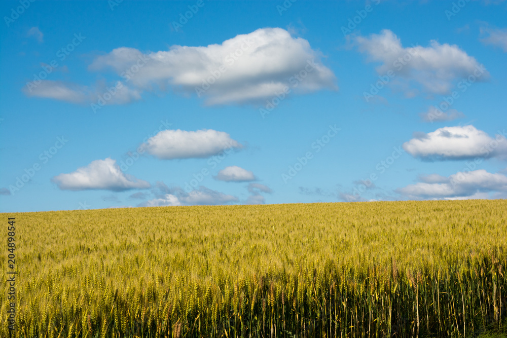 収穫前の麦畑と青空