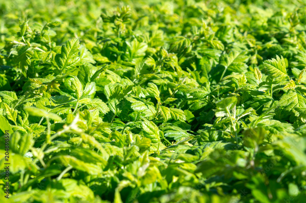Surface of the shorn bush, nature green background. Surface of the shorn bush, nature green background.