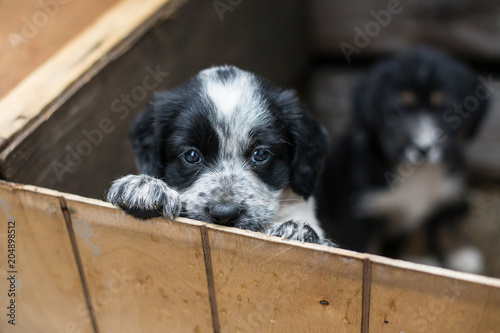 Cute Little puppy in a wooden box is asking to be adopted with hope. Homeless dog