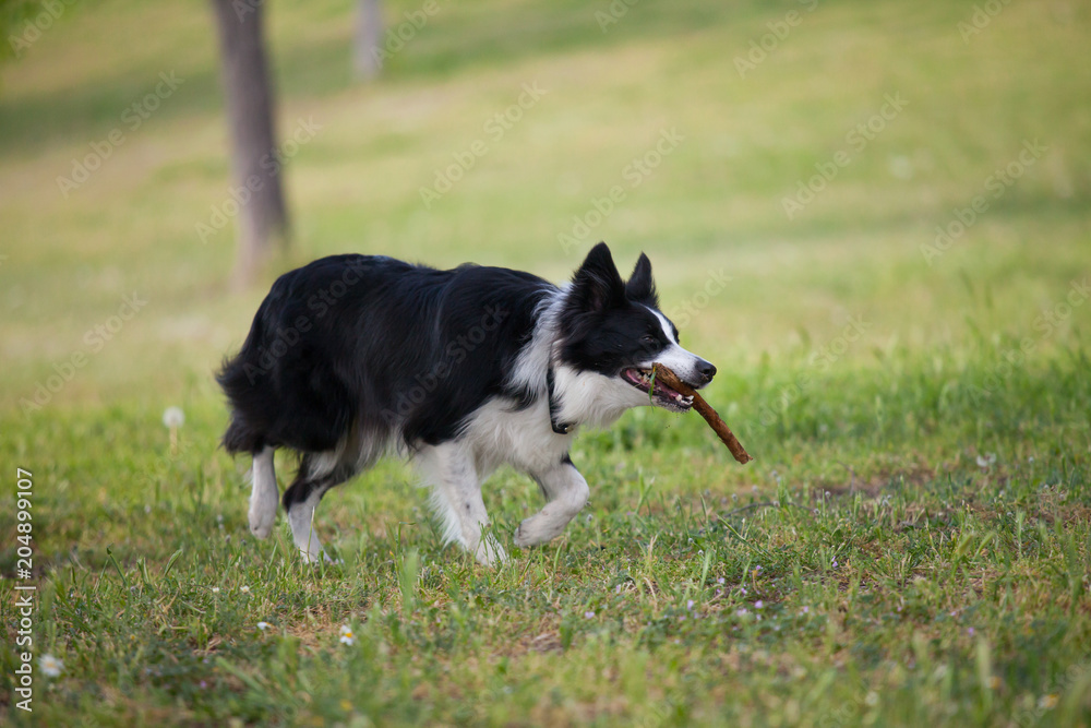 Border collie dog with a stick in his mouth