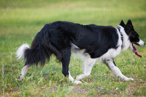 Border Collie running with tongue out photo