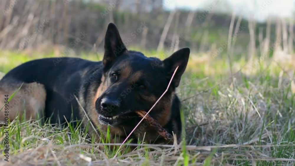Dog playing with stick in mouth. Close up. Steadicam shot. Dog playing with stick in mouth. Close up. Steadicam shot.