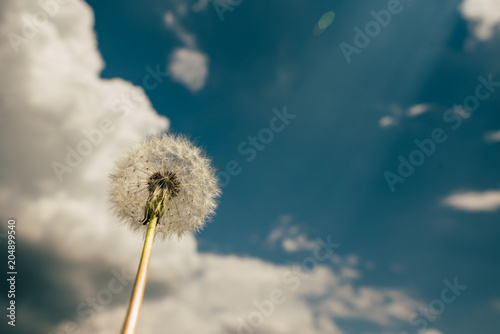 Dandelion under the blue sky with clouds