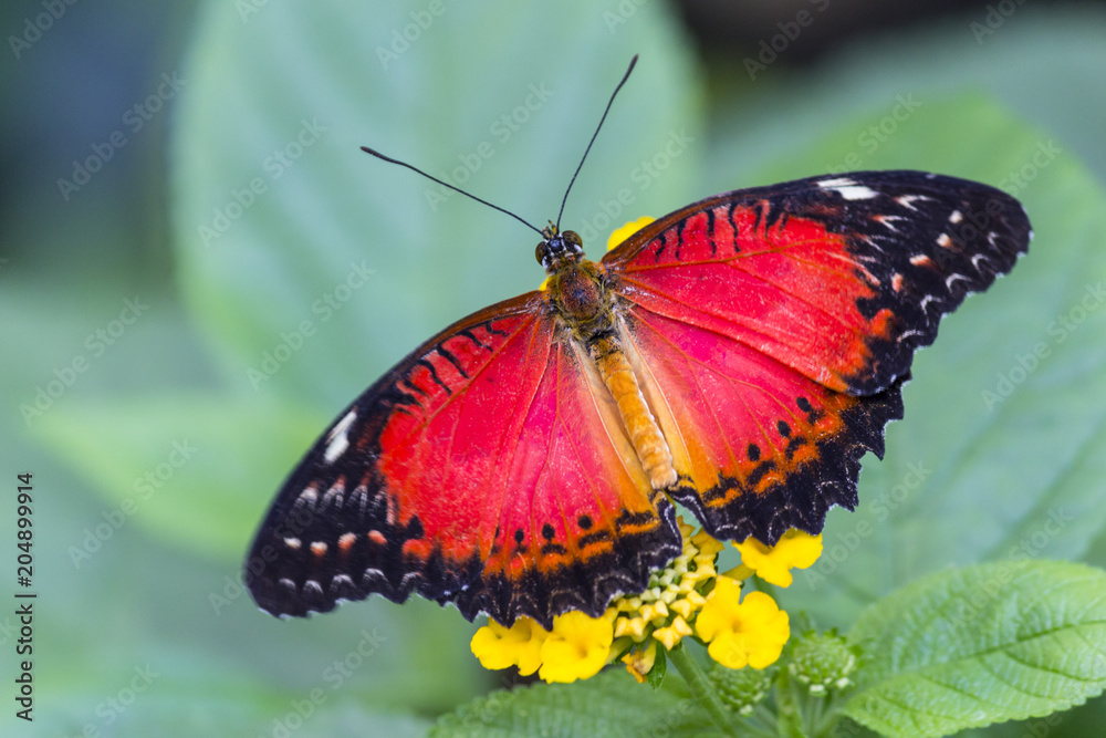 Obraz premium falter