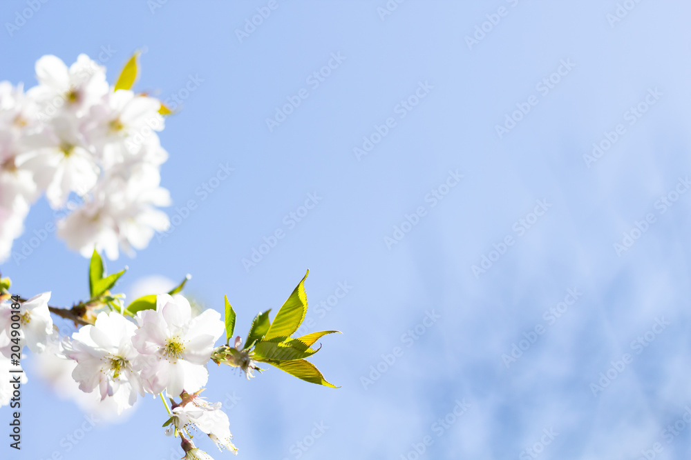 Kirschblüte Kirschblüte