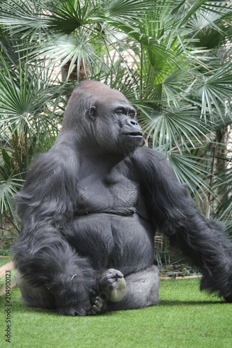 Gorille des paines photo