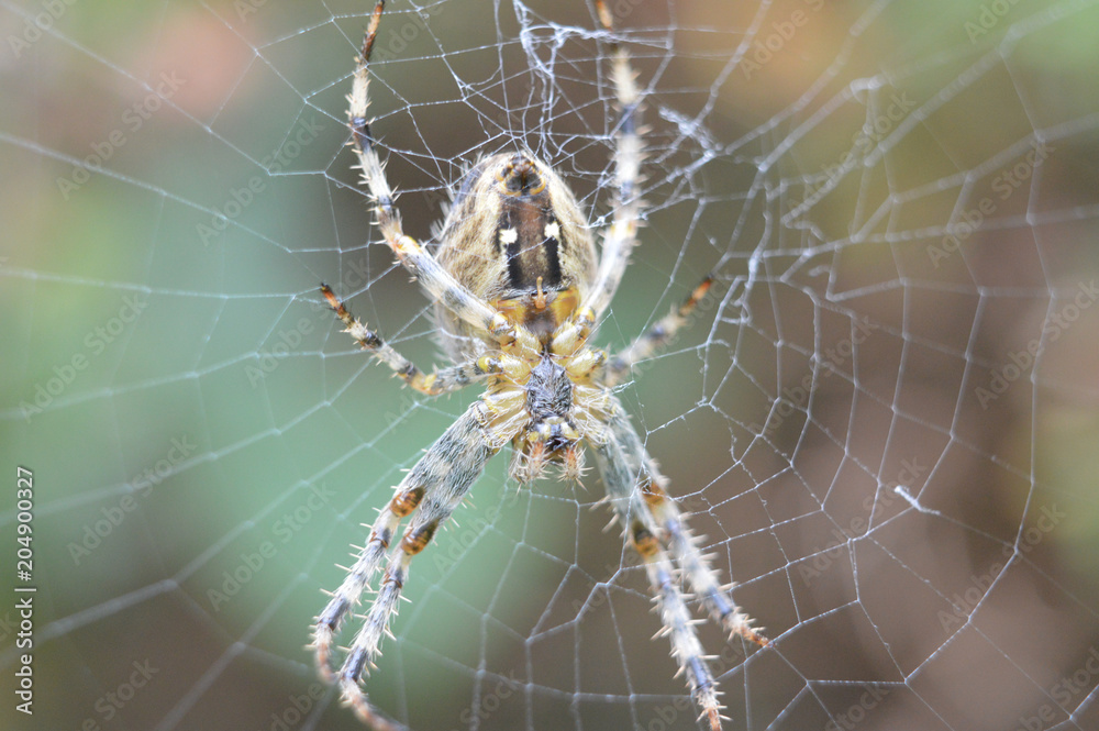 Under the spider Under the spider