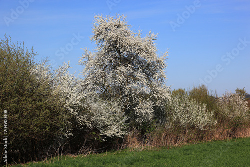 Kirschblüte, blühende Kirschbäume, hier in der Fränkischen Schweiz, Oberfranken, Bayern, Deutschland in der FrÃ¤nkischen Schweiz, Oberfranken, Bayern, Deutschland
