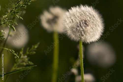Fototapeta Naklejka Na Ścianę i Meble -  Dandelions in grass in the sunlight