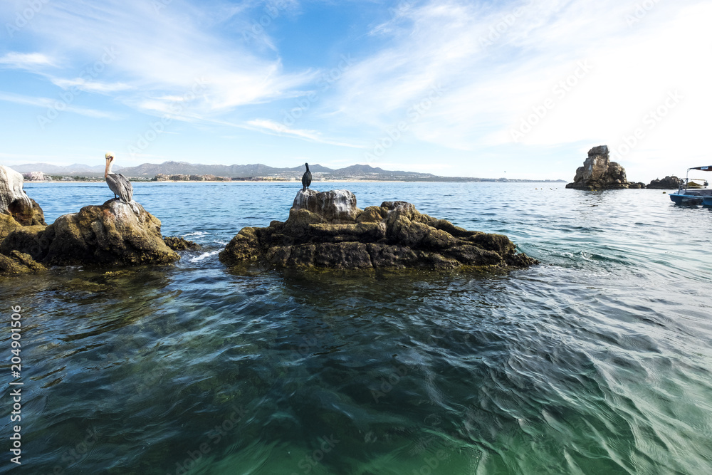 pelicans in the coast