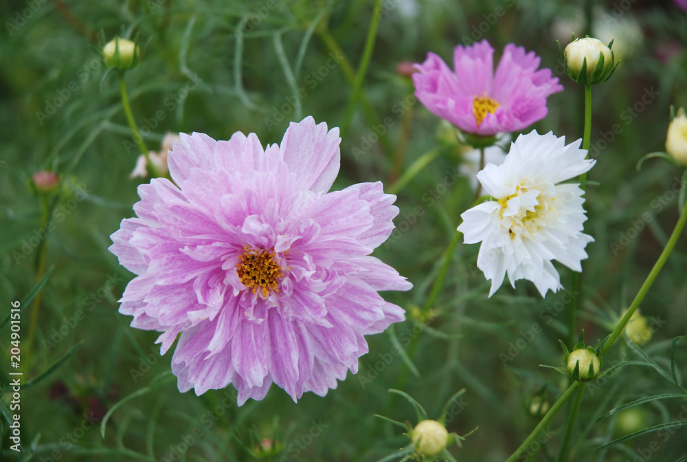 Obraz premium autumn cosmos flowers(double flowerd) / 八重咲きのコスモスの花