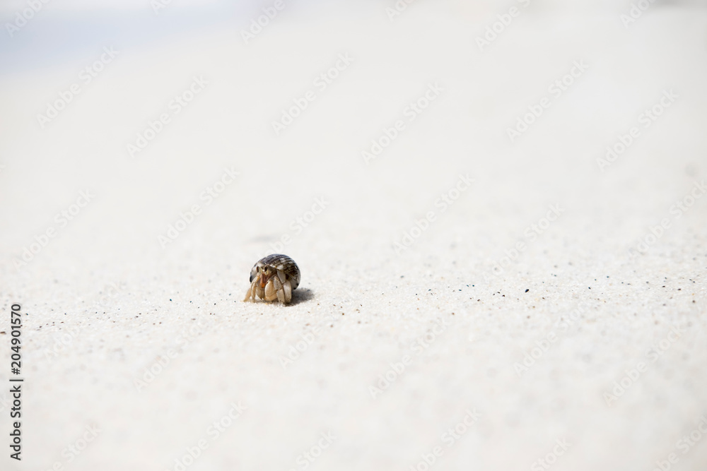 Hermit crab walking along beach.
