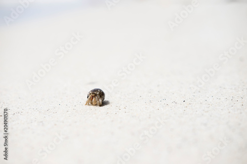 Hermit crab walking along beach.