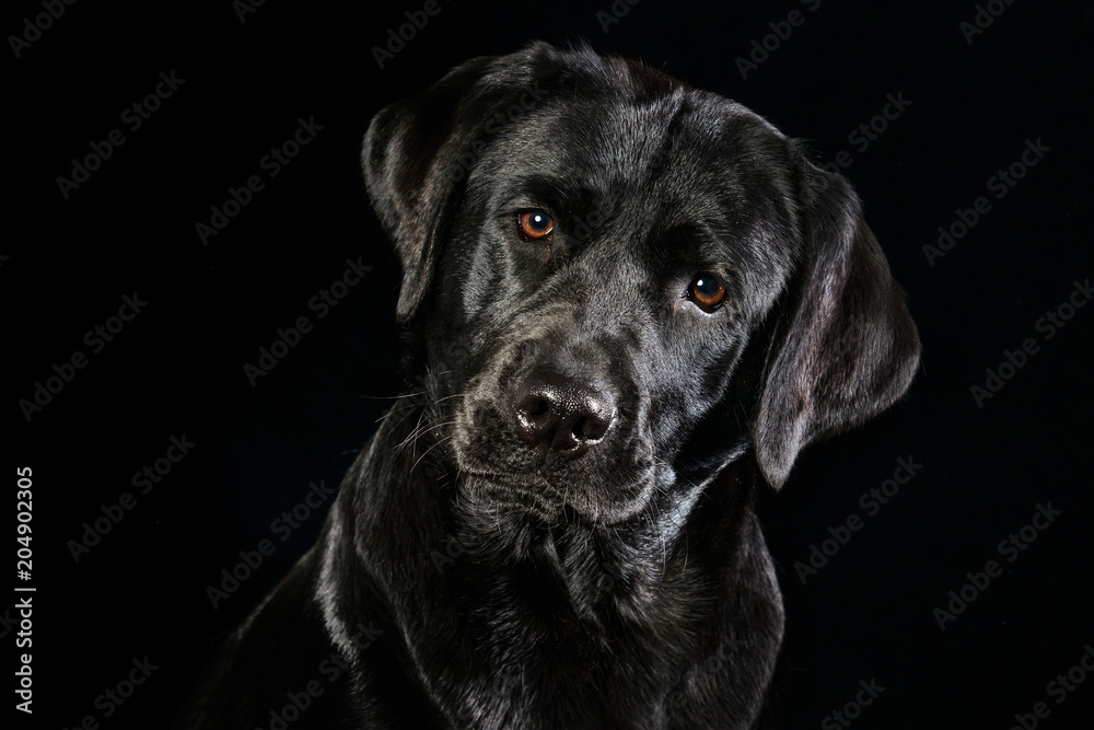 Portrait eines schwarzen Labrador Retrievers mit wunderschönen braunen Augen vor schwarzen Hintergrund Portrait eines schwarzen Labrador Retrievers mit wunderschönen braunen Augen vor schwarzen Hintergrund