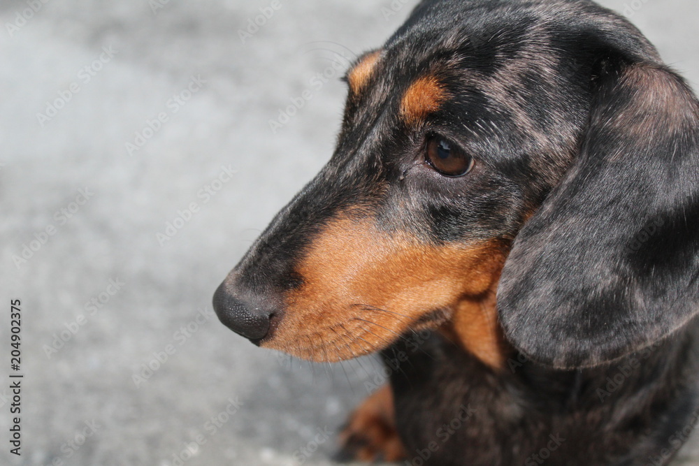 dog, animal, pet, dachshund, puppy, black, canine, cute, doberman, brown, mammal, breed, portrait, purebred, domestic, rottweiler, pets, isolated, hound, nature, daschund, grass, pedigree, dobermann, 