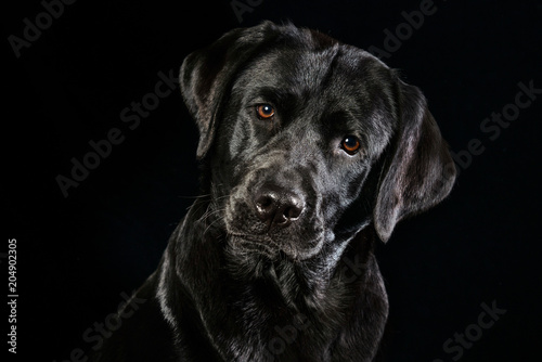 Portrait eines schwarzen Labrador Retrievers mit wunderschönen braunen Augen vor schwarzen Hintergrund 
