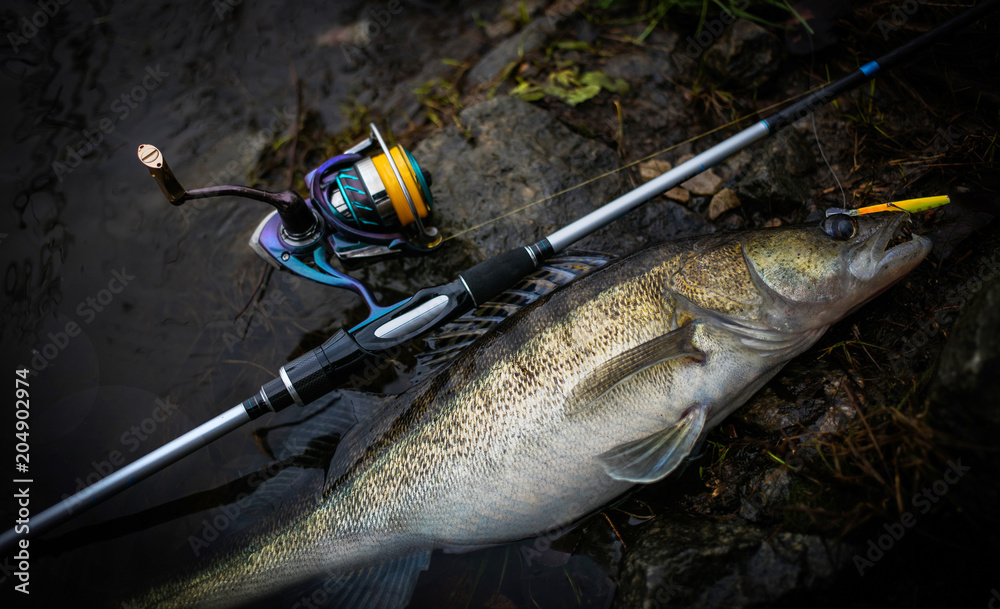 Fishing background. Trophy zander. Fishing background. Trophy zander.