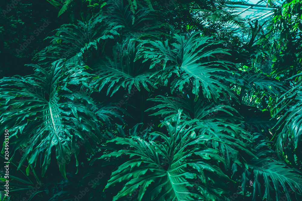 Lush tropical leaves texture Lush tropical leaves texture
