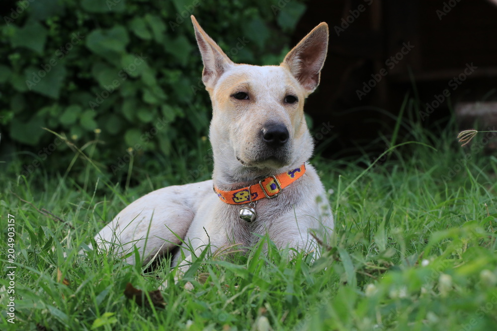 Portrait of an adorable white dog lying on the ground