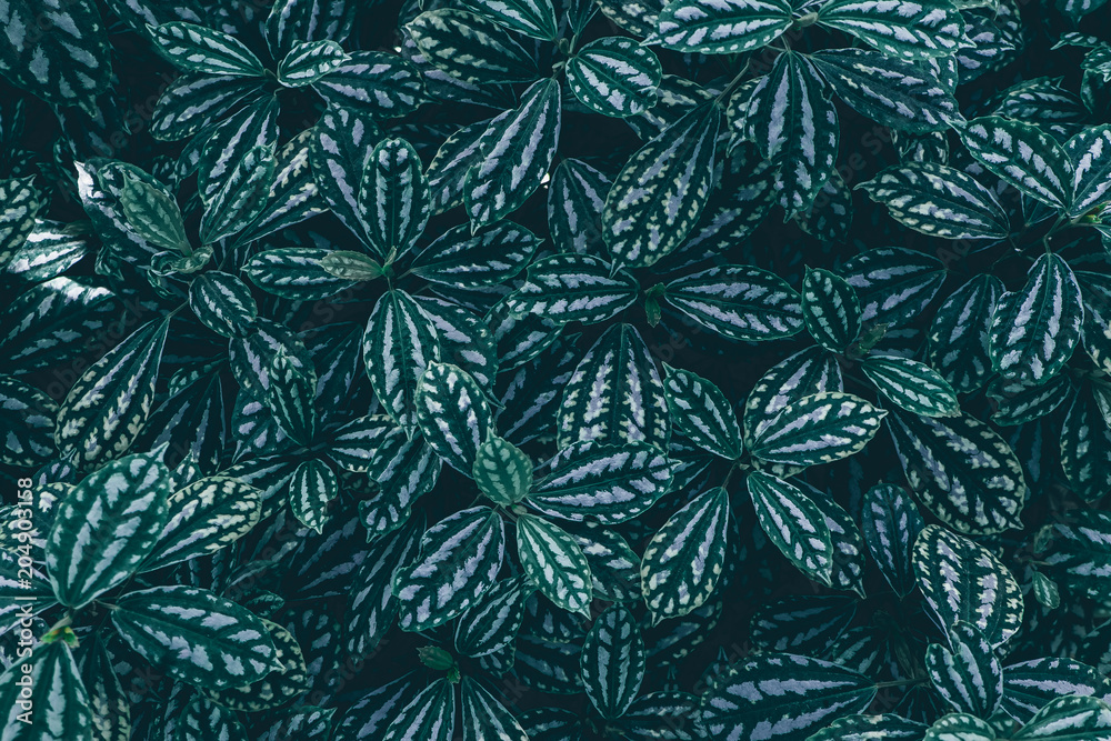 custom made wallpaper toronto digitalDark exotic leaves texture