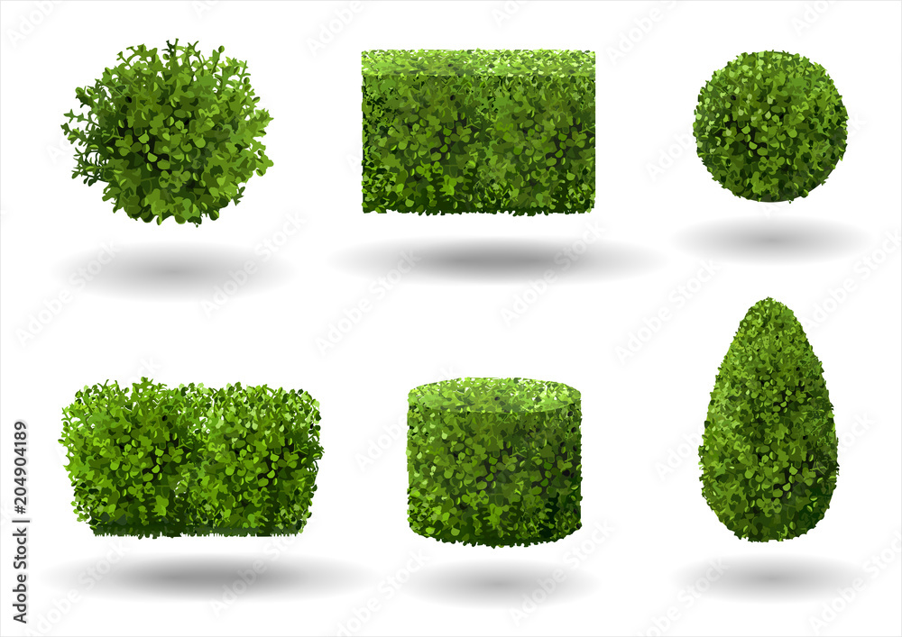 Set of ornamental plants and trees for landscaping. Vector graphics. Boxwood, hibiscus and arborvitae tree. - obrazy, fototapety, plakaty 