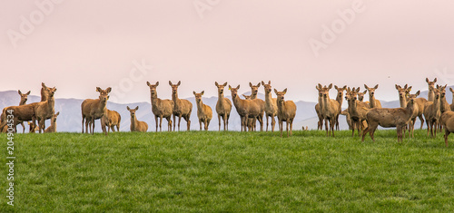 Group of wild Reindeer standing on hill in New Zealand