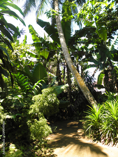 plants in tropical jungle