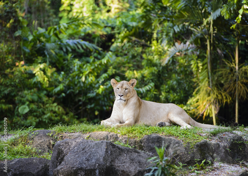 Fototapeta premium Female african lion sisters resting on top of a rock